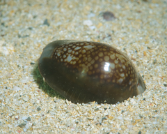 Monetaria caputophidii