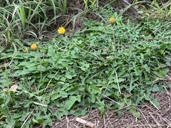 Taraxacum formosanum