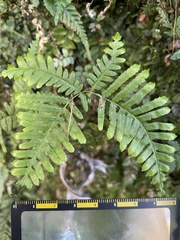 Diplopterygium glaucum