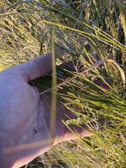 Sporobolus pumilus