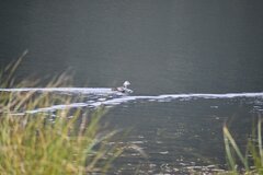 Fulica ardesiaca