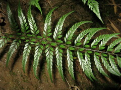 Polystichum herbaceum