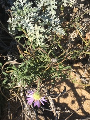 Erigeron blochmaniae