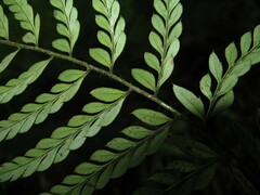 Polystichum herbaceum
