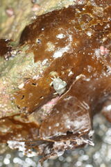 Cryptolithodes typicus
