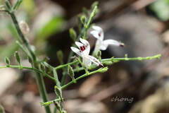 Andrographis paniculata