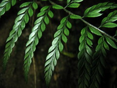 Polystichum herbaceum