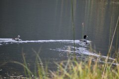 Fulica ardesiaca