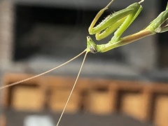 Coptopteryx argentina