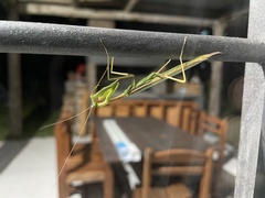 Coptopteryx argentina