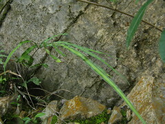 Pteris cretica