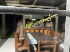 Coptopteryx argentina