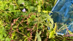 Persicaria pubescens