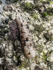 Holothuria atra