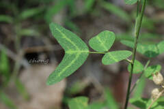 Christia vespertilionis