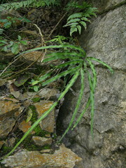 Pteris cretica