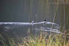 Fulica ardesiaca