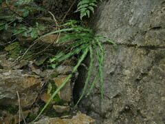 Pteris cretica