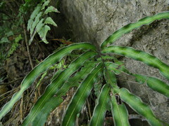 Pteris cretica
