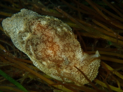 Pleurobranchaea maculata