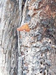 Endotricha pyrosalis