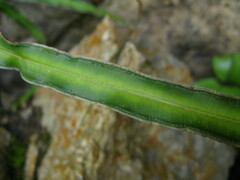 Pteris cretica