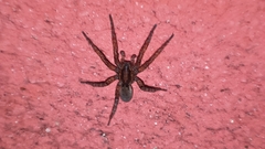 Arctosa villica