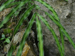 Pteris cretica