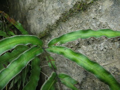 Pteris cretica