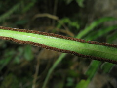 Pteris cretica