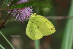 Eurema mandarina
