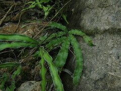 Pteris cretica