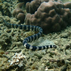 Emydocephalus annulatus