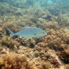 Caranx papuensis