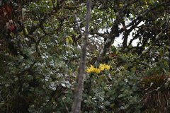 Cyrtochilum pardinum