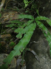 Pteris cretica