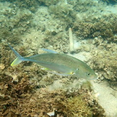 Caranx papuensis