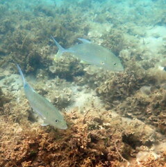 Caranx papuensis