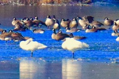 Cygnus columbianus