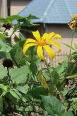 Tithonia