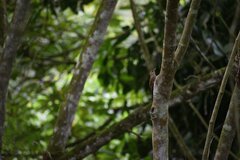 Lepidocolaptes souleyetii