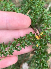 Cryptandra spinescens