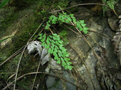 Adiantum erythrochlamys