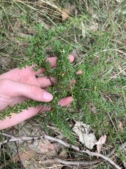 Cryptandra spinescens