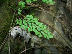 Adiantum erythrochlamys