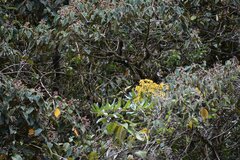 Cyrtochilum pardinum