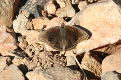 Junonia nigrosuffusa