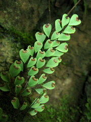 Adiantum erythrochlamys