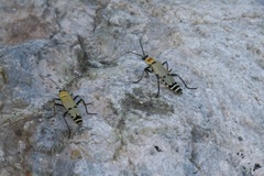 Chauliognathus misellus