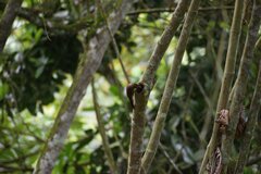 Lepidocolaptes souleyetii